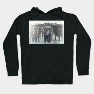 Cows Textured Photograph Hoodie